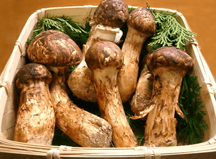 mushroom